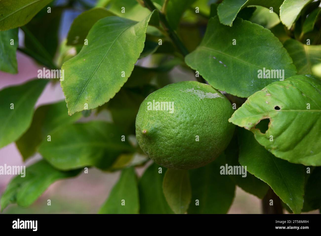 Un piccolo limone verde sul limone ancora non maturo Foto Stock