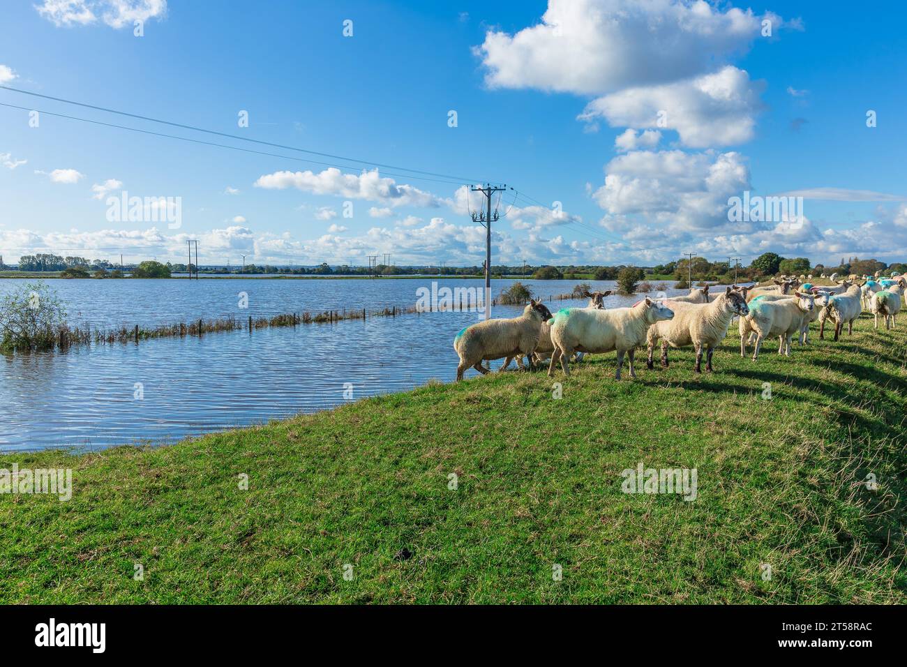 Le inondazioni di Babet nei campi agricoli costringono le pecore ad un'attività bancaria superiore, accanto a Birkin, West Haddlesey Road, Selby, North Yorkshire in Foto Stock