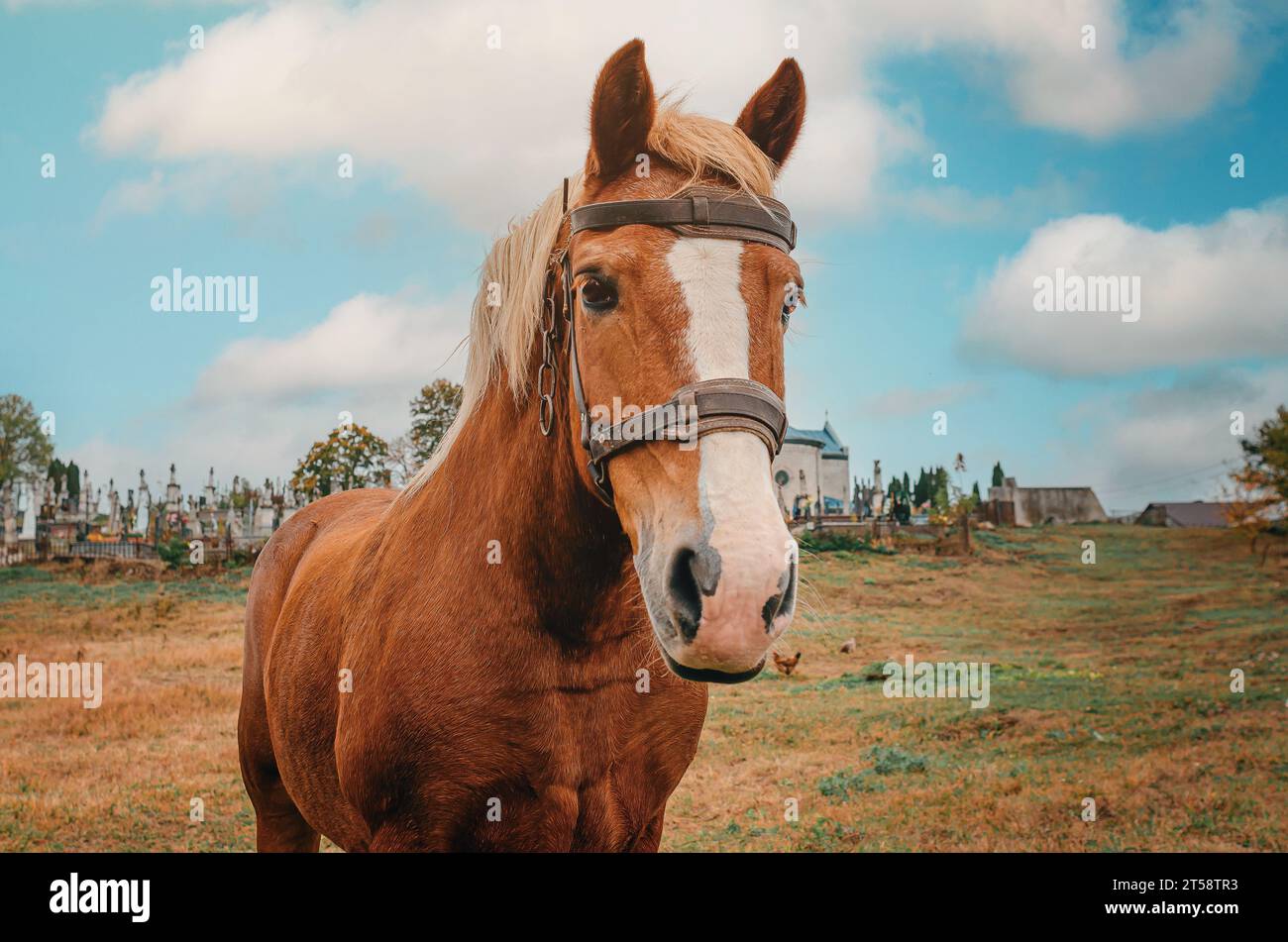 Triste cavallo bruno al pascolo. Guarda nella telecamera. Sfondo del cimitero offuscato. Foto Stock