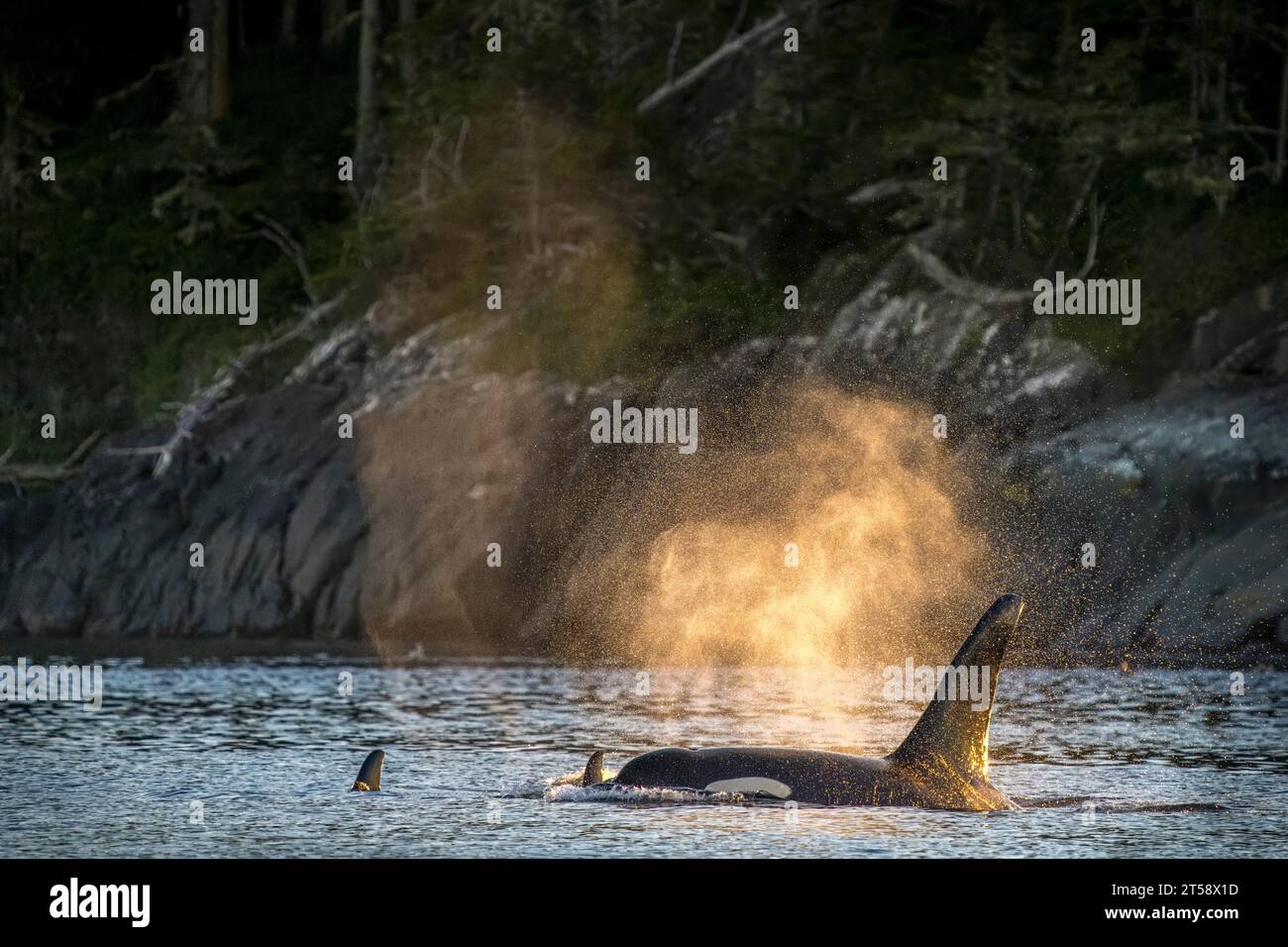 Soffia in condizioni di scarsa luce solare di un branco di orche residenti nel nord (orche assassine), (A83), A34's, nel Weynton Passage al largo dell'Isola di Vancouver Nord, prima Foto Stock