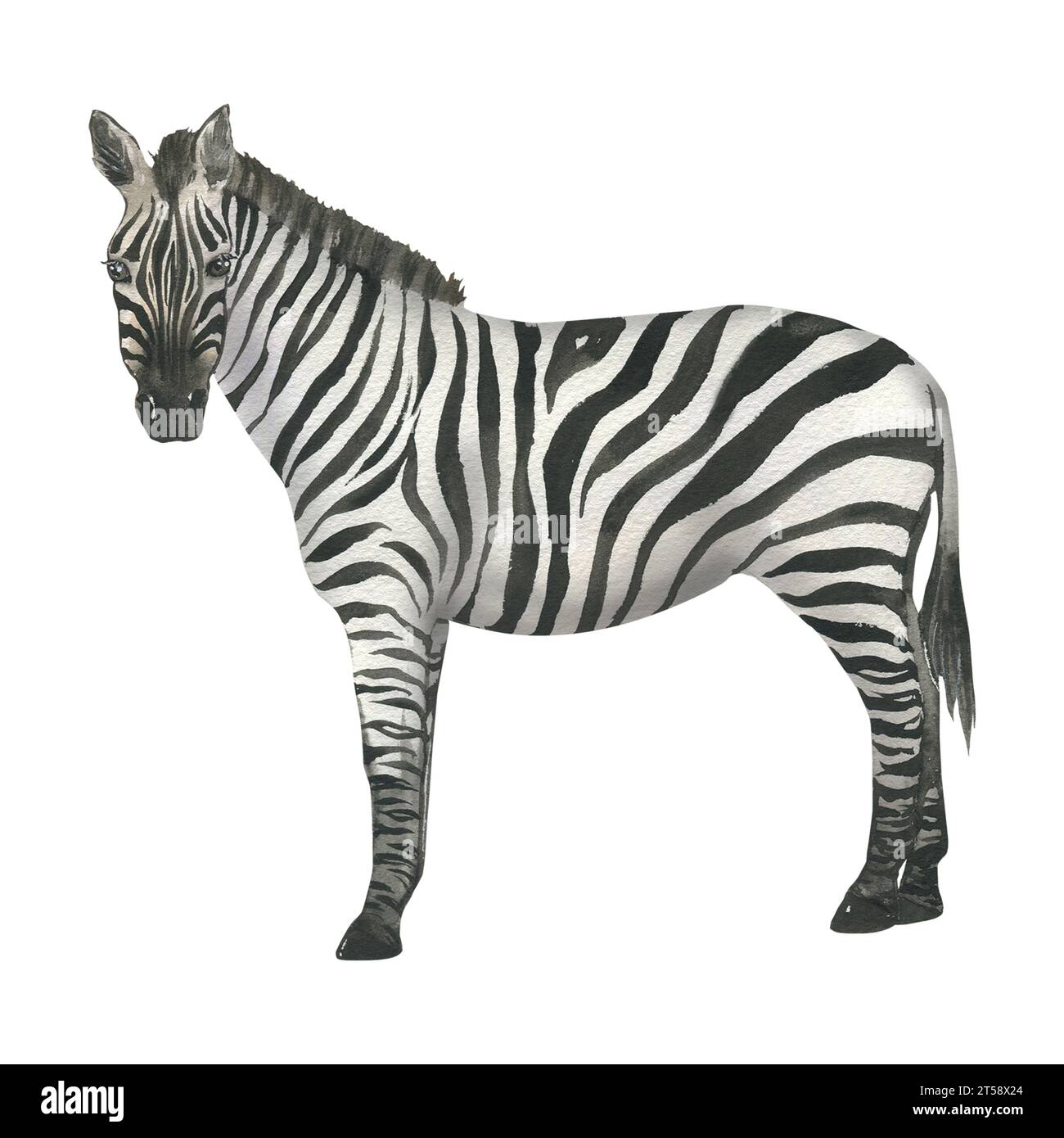 Illustrazione ad acquerello di zebra. Disegnato a mano, isolato. Adatto per decorare la stanza dei bambini Foto Stock