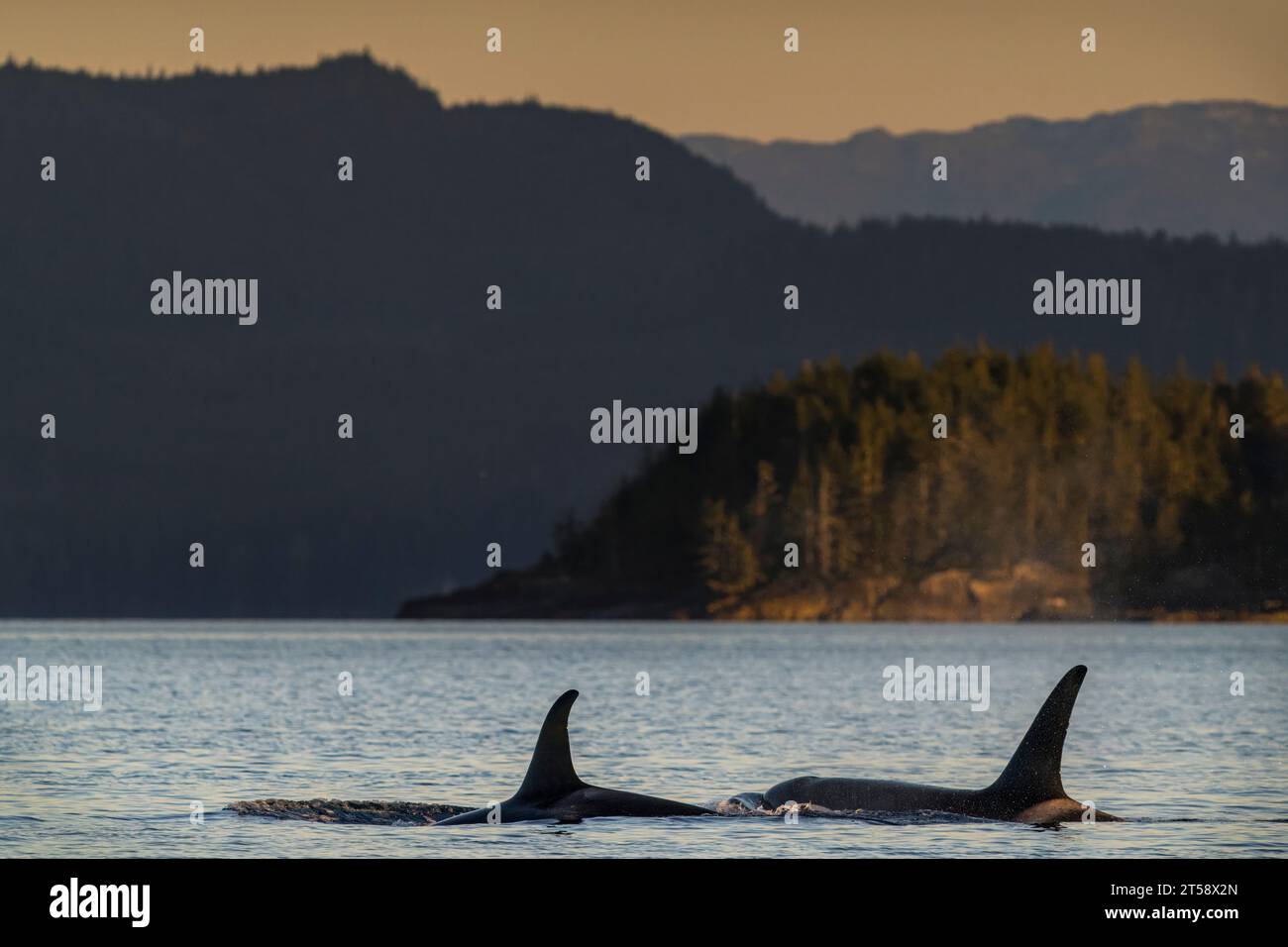 Branco di orche residenti nel nord (orche assassine), A34, lungo l'arcipelago di Broughton al largo dell'isola di Vancouver North, territorio delle prime Nazioni, Traditi Foto Stock