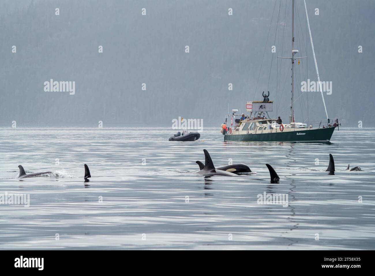 Northern Resident Orca Whales (Killer Whales, Orcinus orca) di fronte alla barca a vela di ricerca "Archiever" (Raincoast Conservation Foundation) a Johns Foto Stock