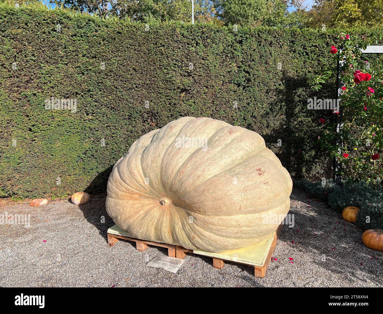 Enorme zucca del peso di 973 kg al festival della zucca in Germania Foto Stock