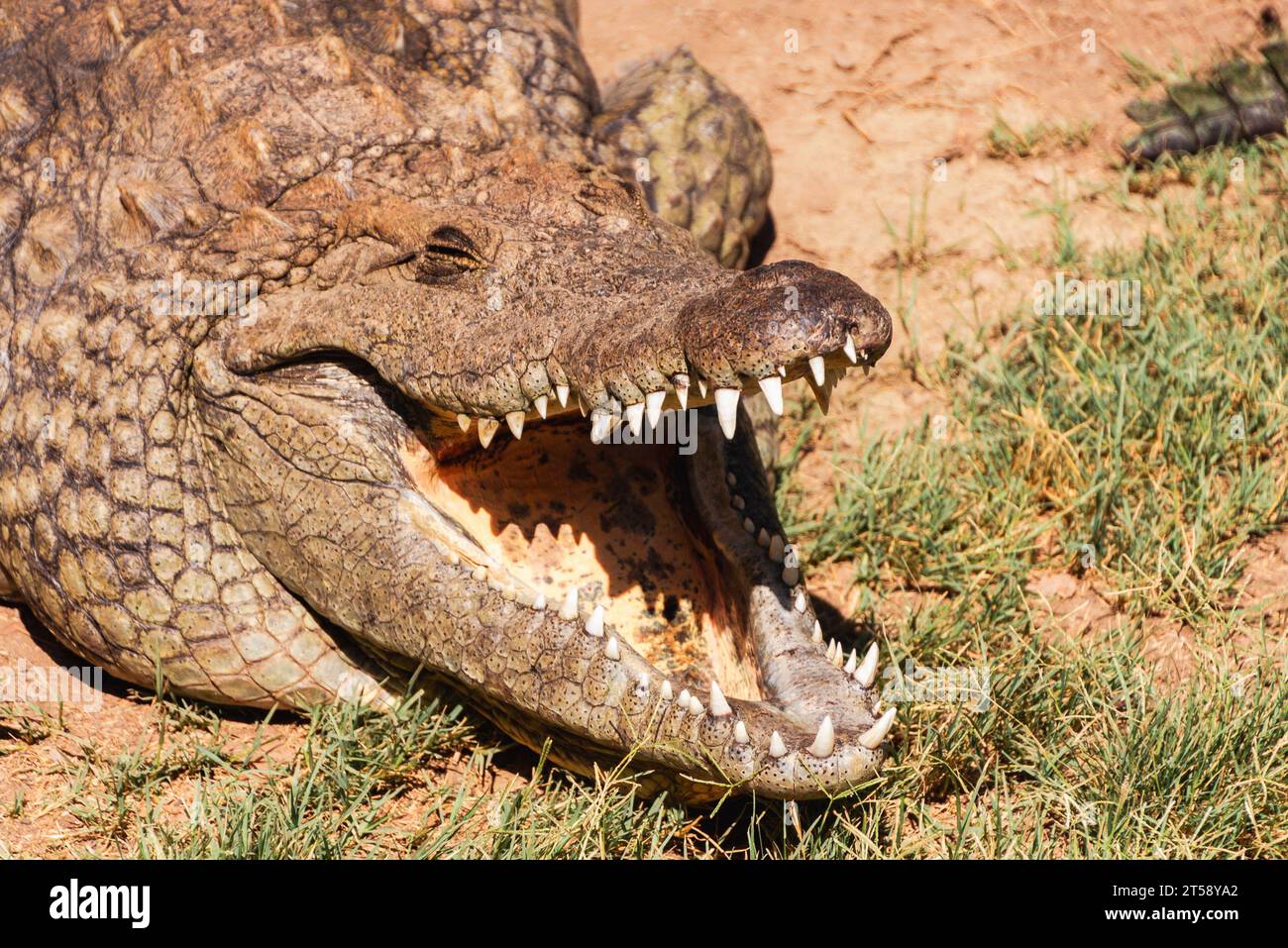 Un coccodrillo si trova con la bocca aperta per mantenersi fresco mostrando i suoi denti in un parco in Sudafrica Foto Stock