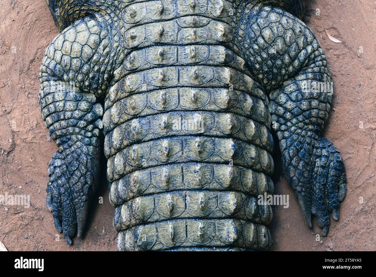 Vista dall'alto delle gambe posteriori di un coccodrillo in Sud Africa Foto Stock