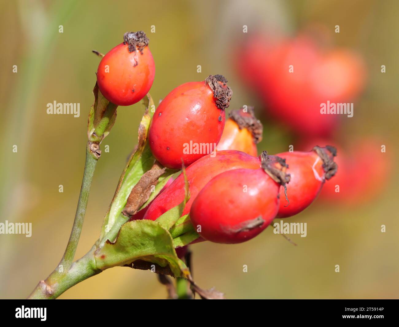 Primo piano di rosa rossa matura di una rosa canina di cane selvatico in autunno Foto Stock