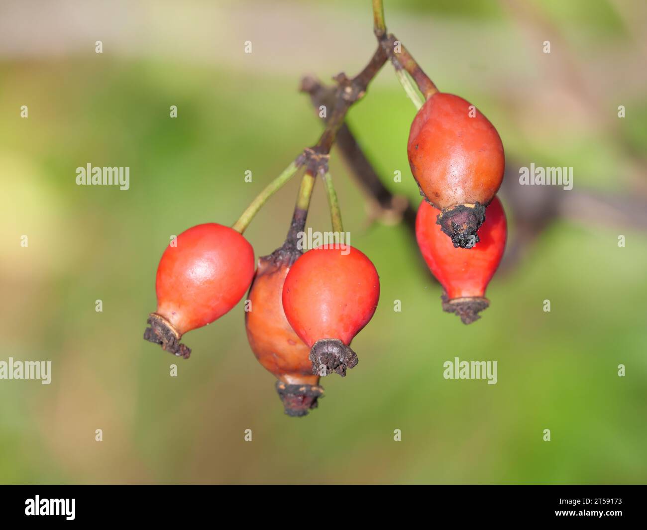 Primo piano di rosa rossa matura di una rosa canina di cane selvatico in autunno Foto Stock