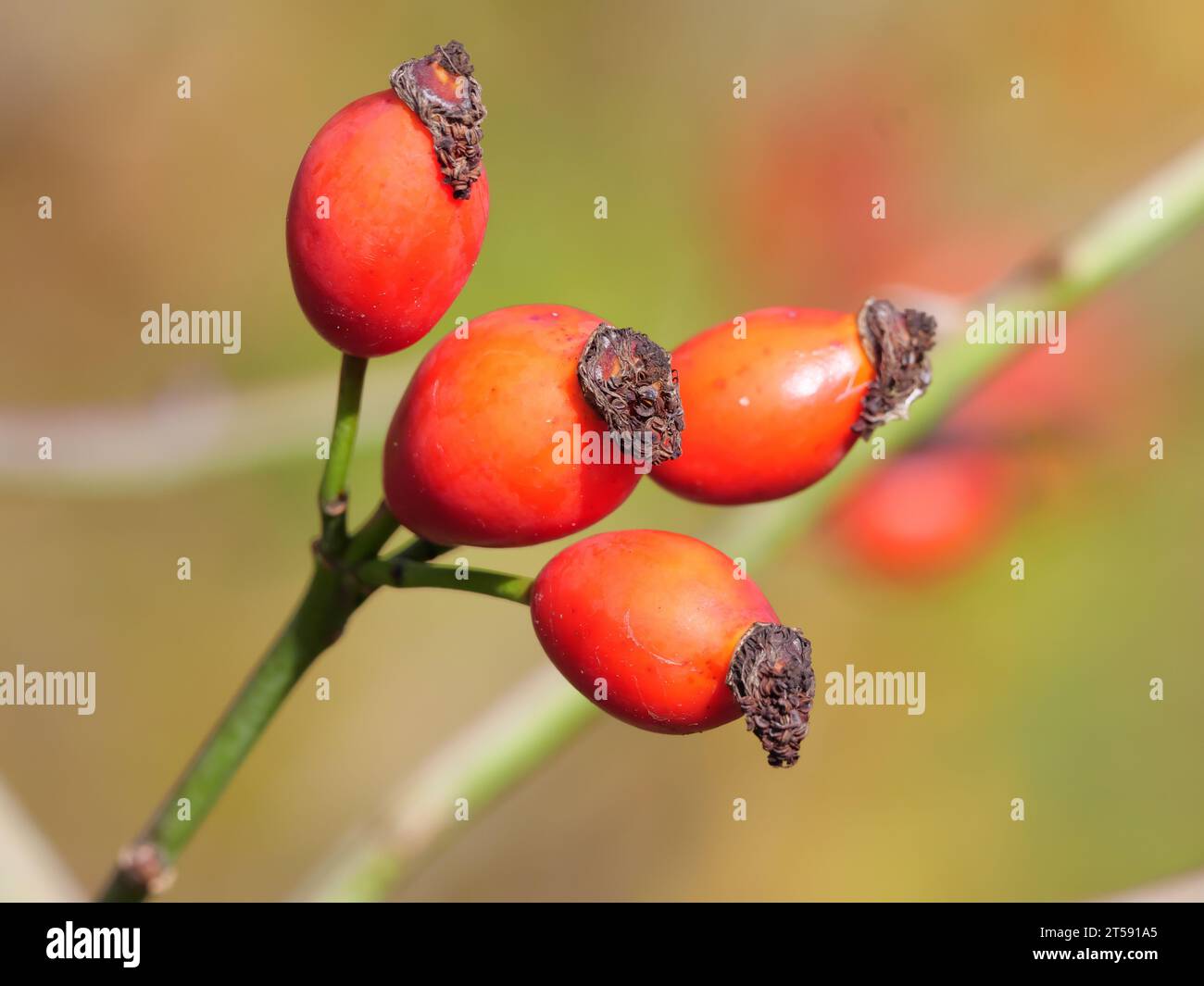 Primo piano di rosa rossa matura di una rosa canina di cane selvatico in autunno Foto Stock