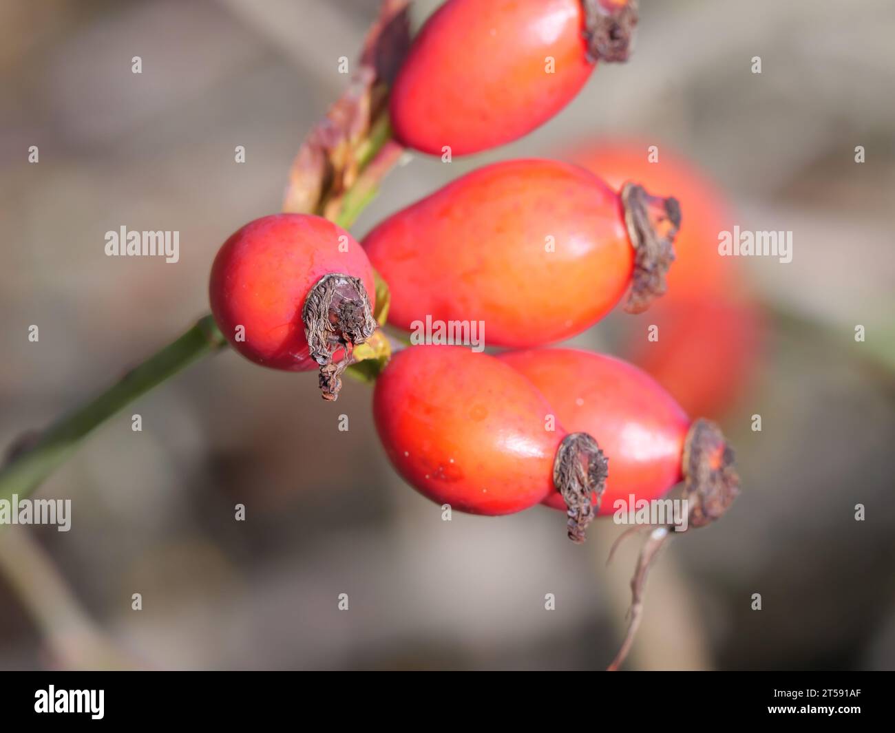 Primo piano di rosa rossa matura di una rosa canina di cane selvatico in autunno Foto Stock