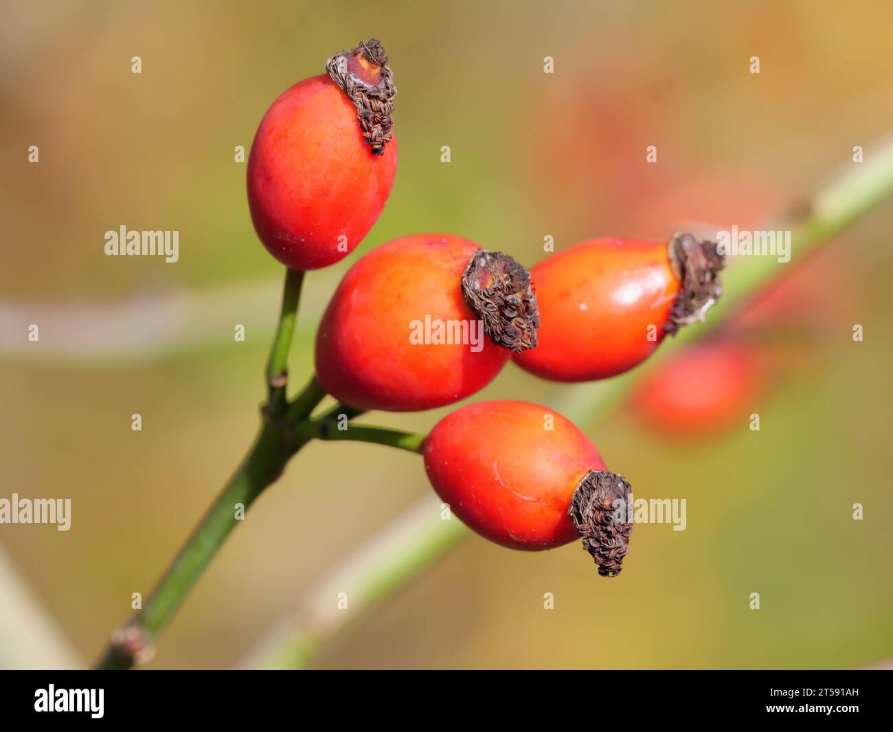 Primo piano di rosa rossa matura di una rosa canina di cane selvatico in autunno Foto Stock