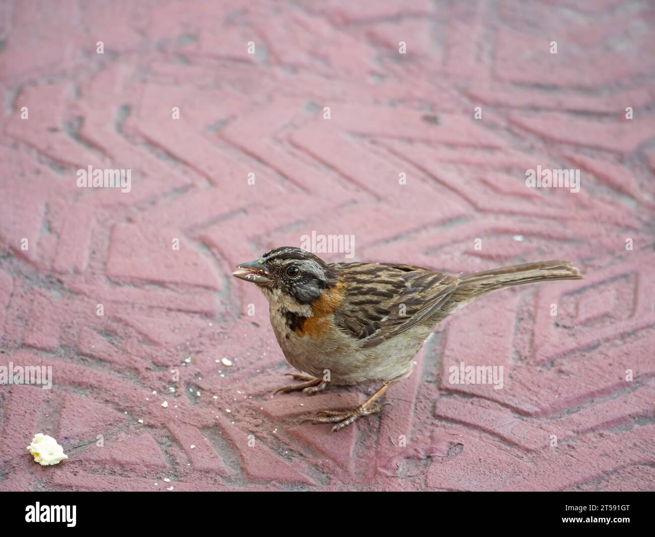 Sparrow, Rufous Collared. Tunja, Colombia, Sud America Foto Stock