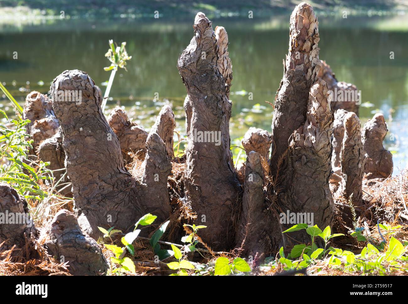 Strutture del ginocchio di cipresso calvo che sporgono dal bordo di un lago d'acqua dolce a Houston, Texas. Woody cresce sopra le radici dell'albero con funzione sconosciuta. Foto Stock