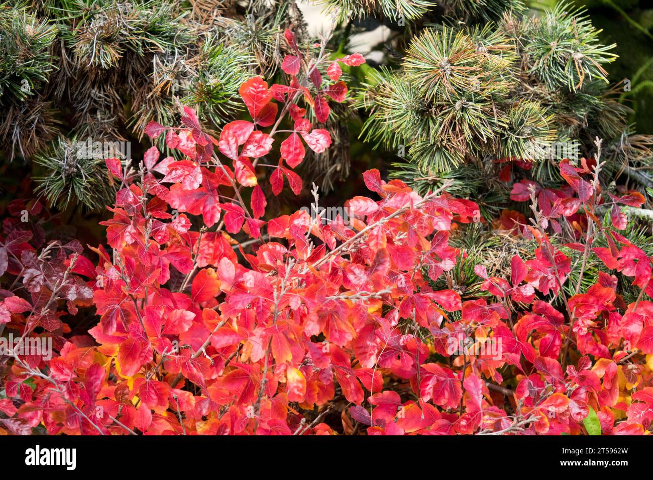 Fragrante Sumac Rhus aromatica "Gro-Low" sotto Pinus aristata Foto Stock