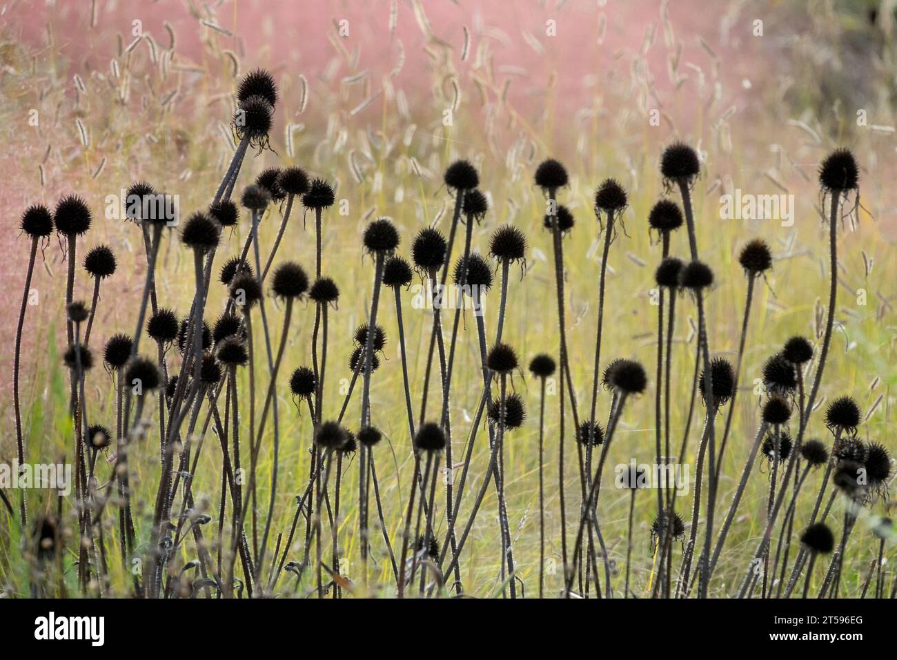 Teste di semi, girasole, secche, teste, deadesive, autunno Foto Stock