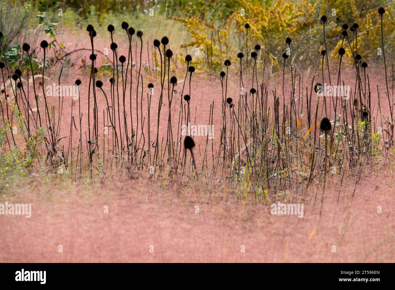 Fiori secchi, teste di semi coni sbiaditi su steli Giardino, prato ottobre erba muhly rosa Muhlenbergia capillaris erba, autunno ornamentale appassito Foto Stock