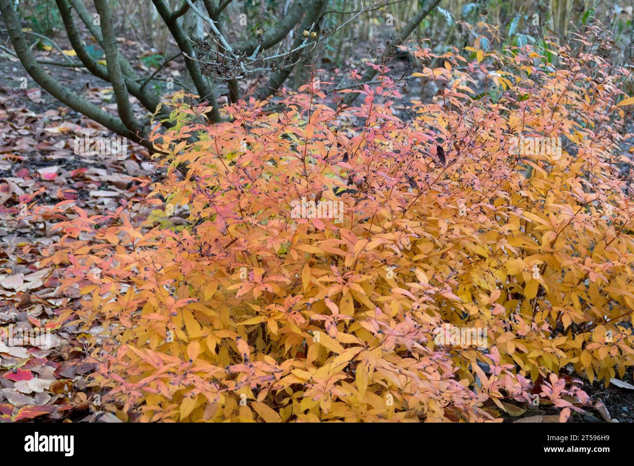 Clump-forming, American Ipecac, Bowmans Root, Fawns Breath, Indian Physic, autunno, colore, Gillenia trifoliata 'profusione rosa' in giardino Foto Stock Clump-forming, American Ipecac, Bowmans Root, Fawns Breath, Indian Physic, autunno, colore, Gillenia trifoliata 'profusione rosa' in giardino Foto Stock