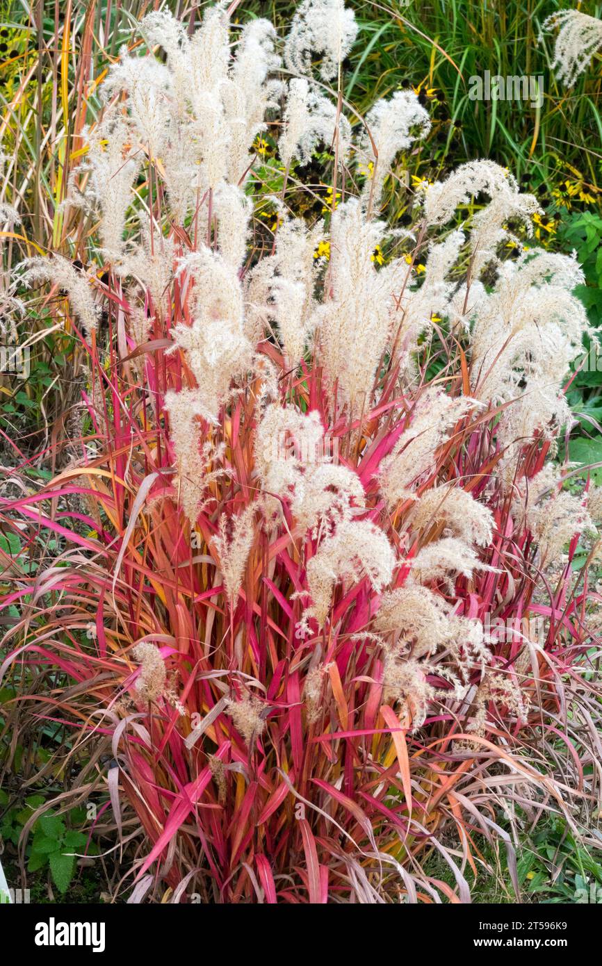 Erba da fanciulla, Miscanthus sinensis "Hiawatha", erba rossa, ornamentale nel giardino di ottobre, erbe autunnali, ornamentali colorate Foto Stock