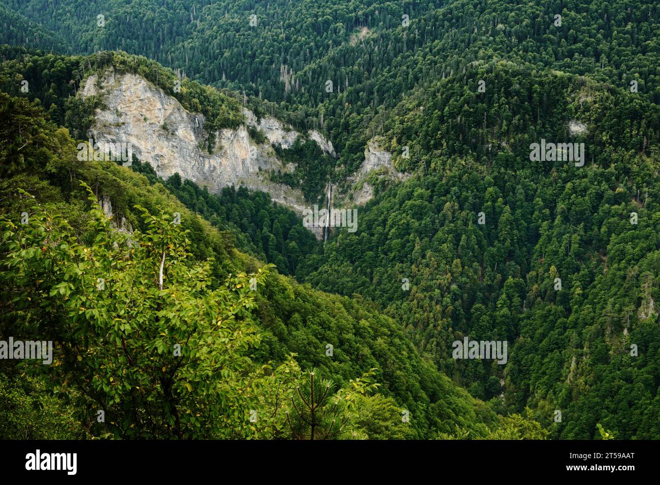 La riserva forestale di Perucica è una delle ultime foreste primordiali rimaste in Europa, in Bosnia ed Erzegovina Foto Stock