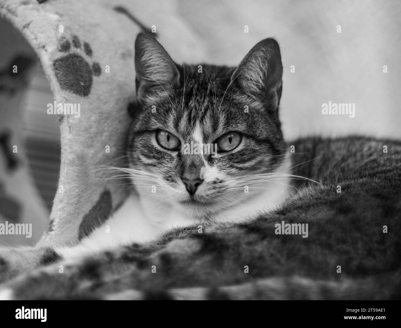 Cat, American Wirehair, femmina. Tunja, Colombia, Sud America Foto Stock