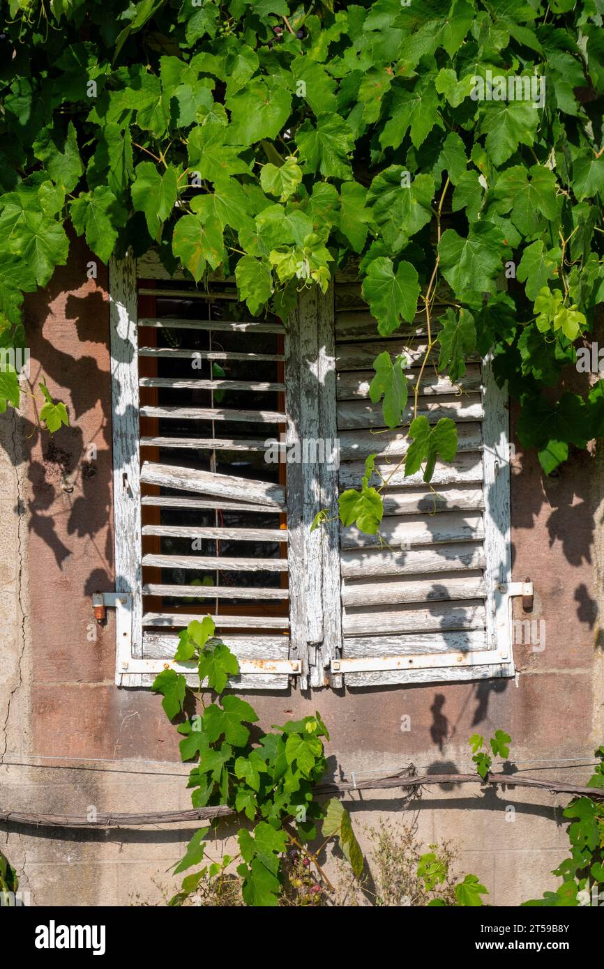Persiane bianche e uva d'uva nella vecchia casa di Bourgogne, in Francia Foto Stock