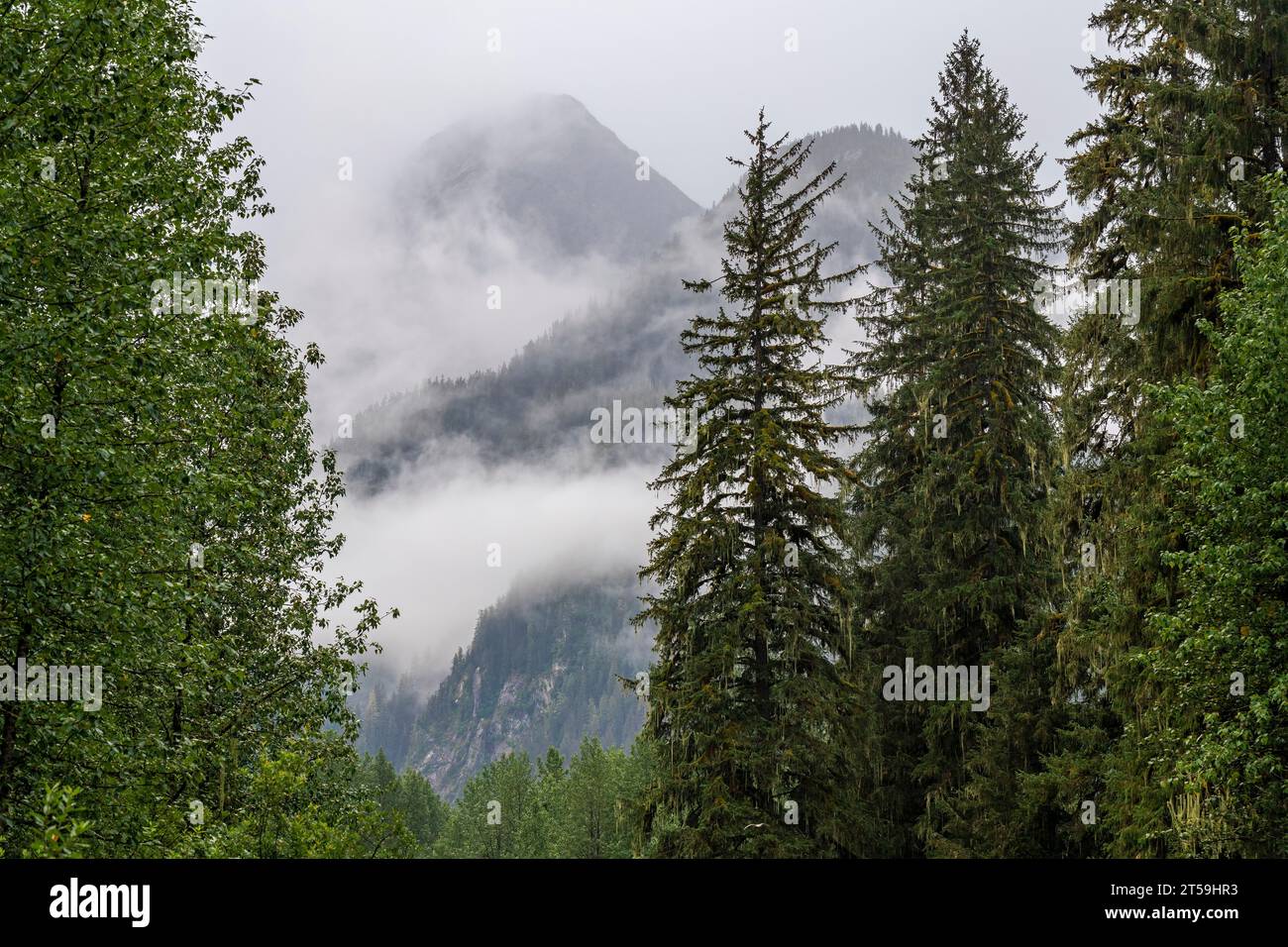 Paesaggio nebbioso con alberi di pino nella foresta nazionale di Tongass, monumento nazionale di Misty Fjords, Alaska, USA. Foto Stock