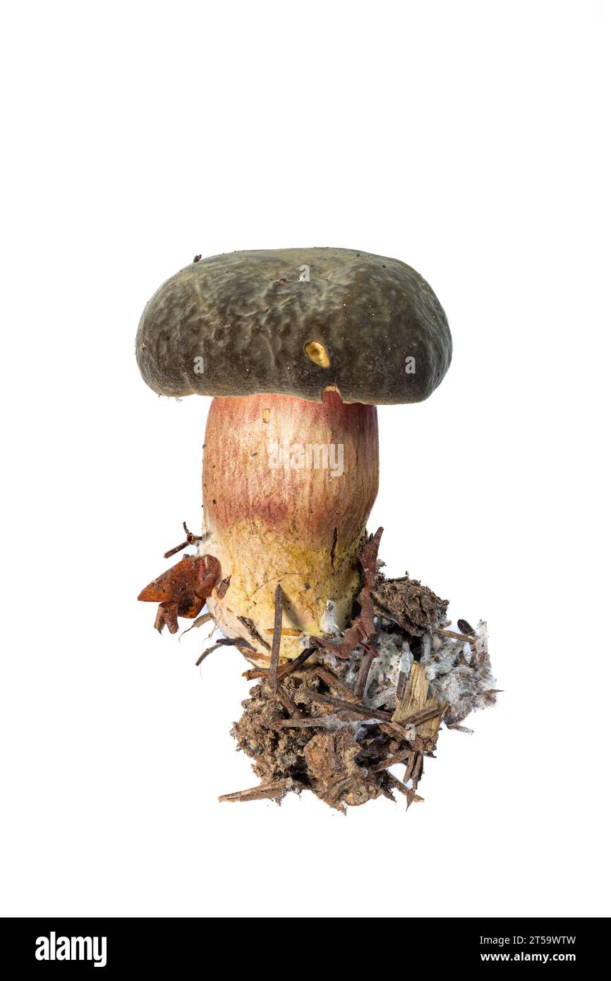 Il Bolete del giovane Zeller isolato su sfondo bianco Foto Stock