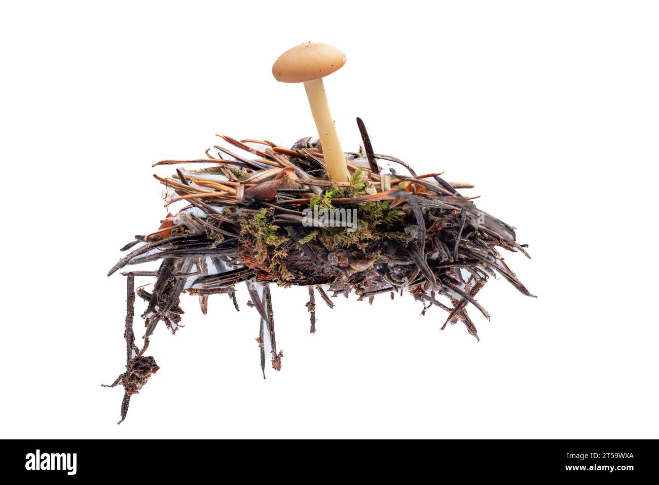 primo piano di un alto fungo legnoso con un bottone che cresce su aghi di pino isolati su uno sfondo bianco Foto Stock