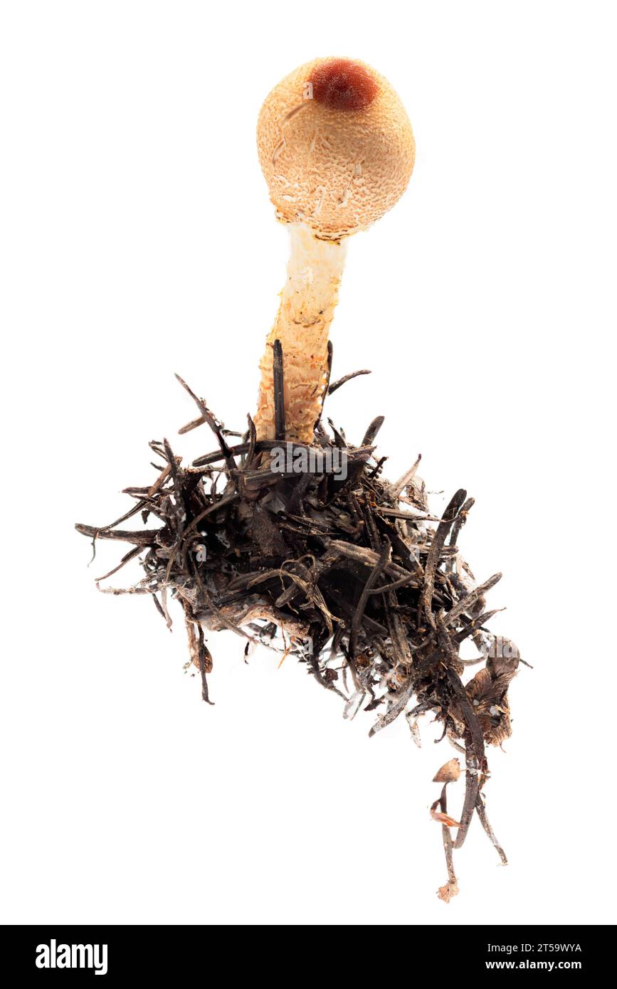 clos eup di un fungo con un punto rosso sulla parte superiore isolato su uno sfondo bianco Foto Stock