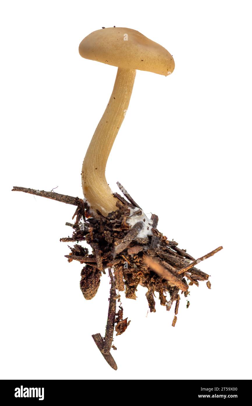 primo piano di un fungo armillaria isolato su uno sfondo bianco che cresce su aghi di pino Foto Stock