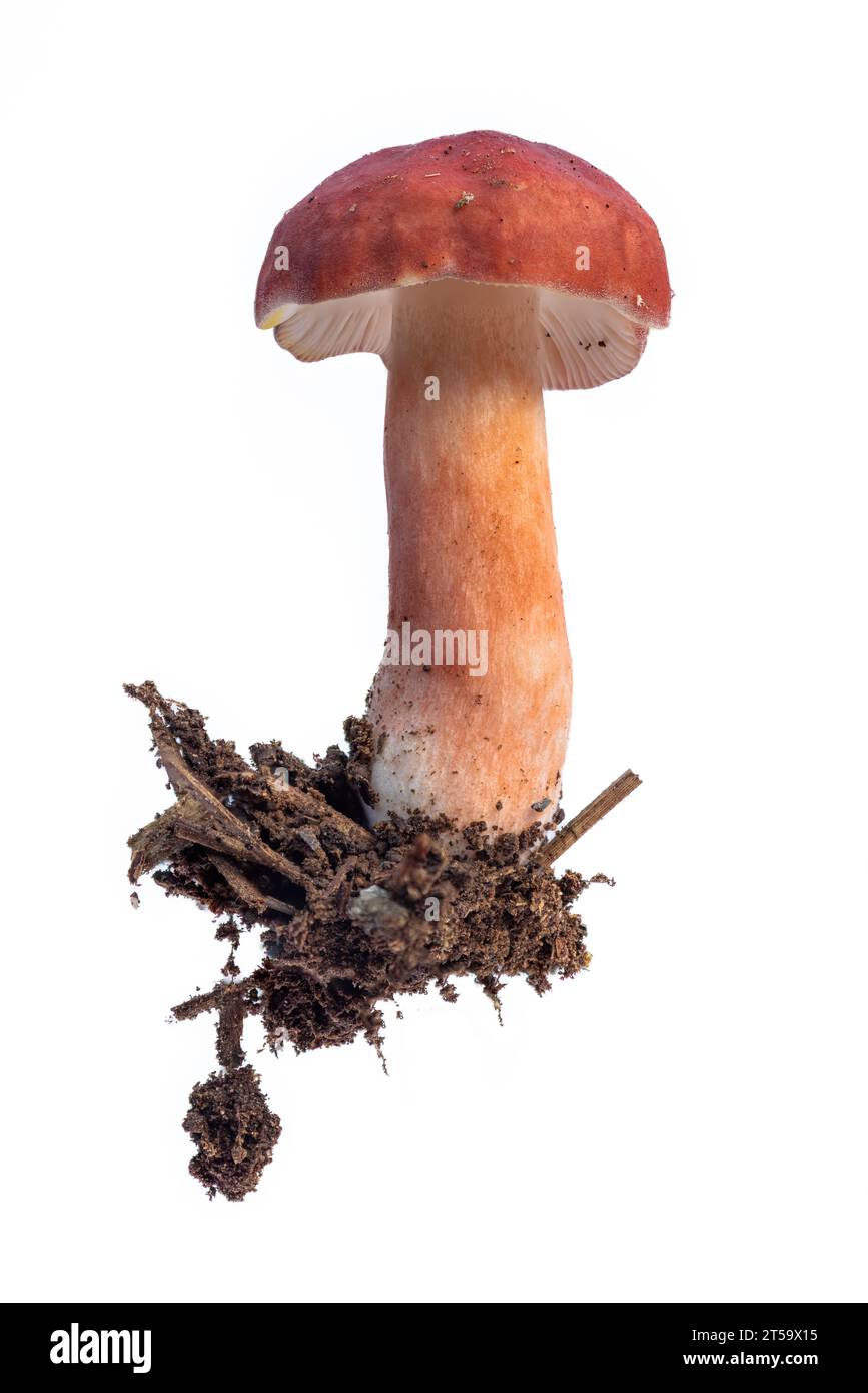 primo piano di un fungo rosso russula che cresce su sporco isolato su uno sfondo bianco Foto Stock