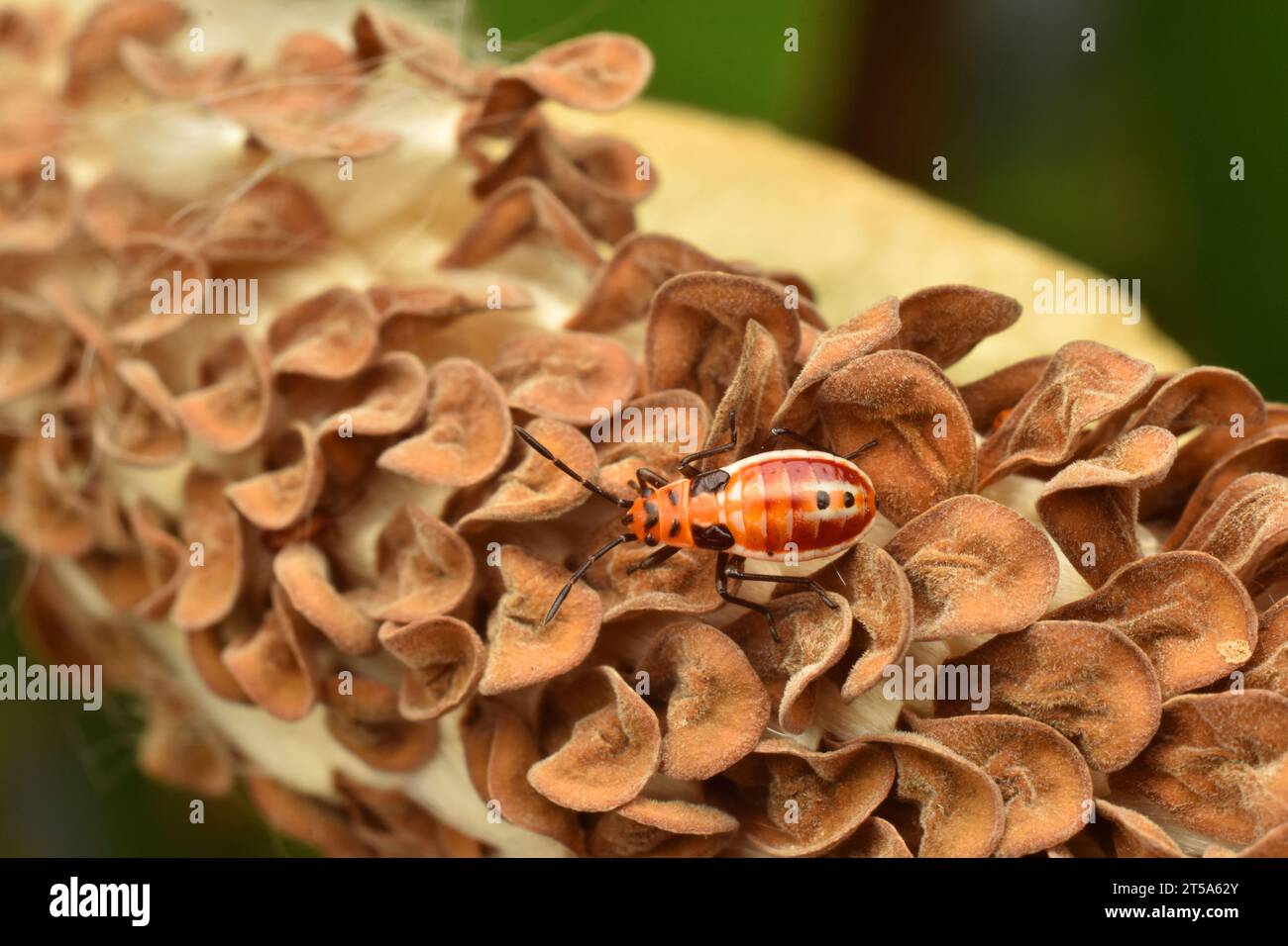 Darth Maul insetti che si nutrono di semi essiccati di Calotrope giganti. Milkweed. Giava, Indonesia. Foto Stock