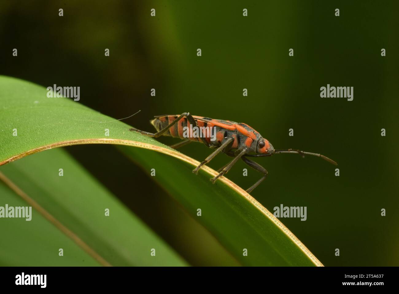 Insetto Darth Maul che strisciava su foglia di banana verde. Giava, Indonesia. Foto Stock