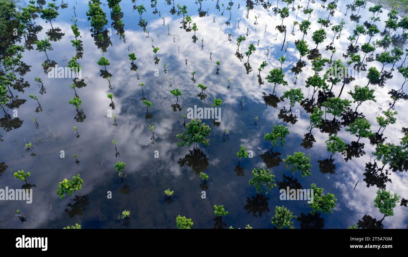 Alberi allagati in un frutteto nel nord della Thailandia. Foto aerea di un frutteto di mango durante la stagione delle inondazioni a Lamphun, Thailandia. Effetti del globale Foto Stock