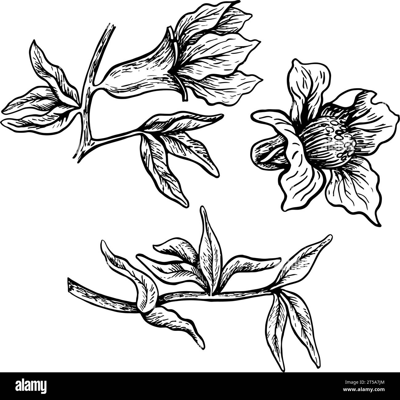 Foglie e fiori di melograno, illustrazione grafica vettoriale in bianco e nero disegnata a mano. Isolato su sfondo bianco. Elemento di progettazione per il confezionamento, Illustrazione Vettoriale