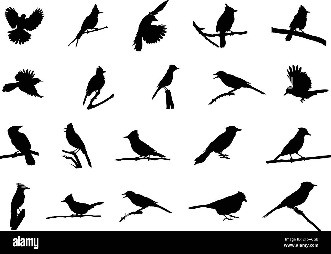 Silhouette Blue jay, silhouette Blue jay Birds, silhouette Birds, Blue jay SVG, illustrazione vettoriale Blue jay Illustrazione Vettoriale