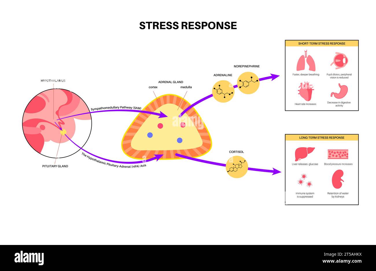 Risposta allo stress, illustrazione Foto Stock