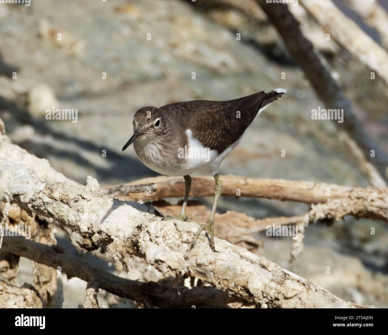 Sandpiper comune (Actitis hypoleucos), Larnaca, Cipro Foto Stock