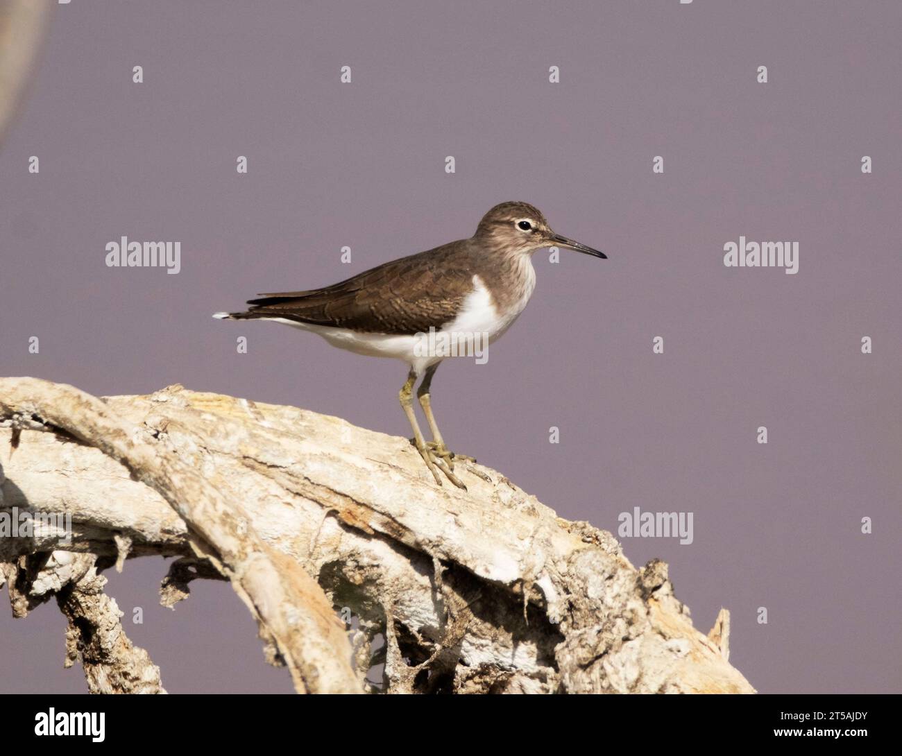 Sandpiper comune (Actitis hypoleucos), Larnaca, Cipro Foto Stock