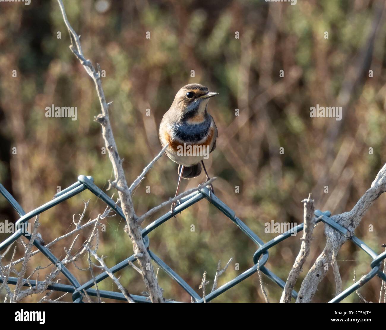 Bluethroat, (Luscinia svecica) arroccato su una recinzione metallica, Larnaca, Cipro. Foto Stock