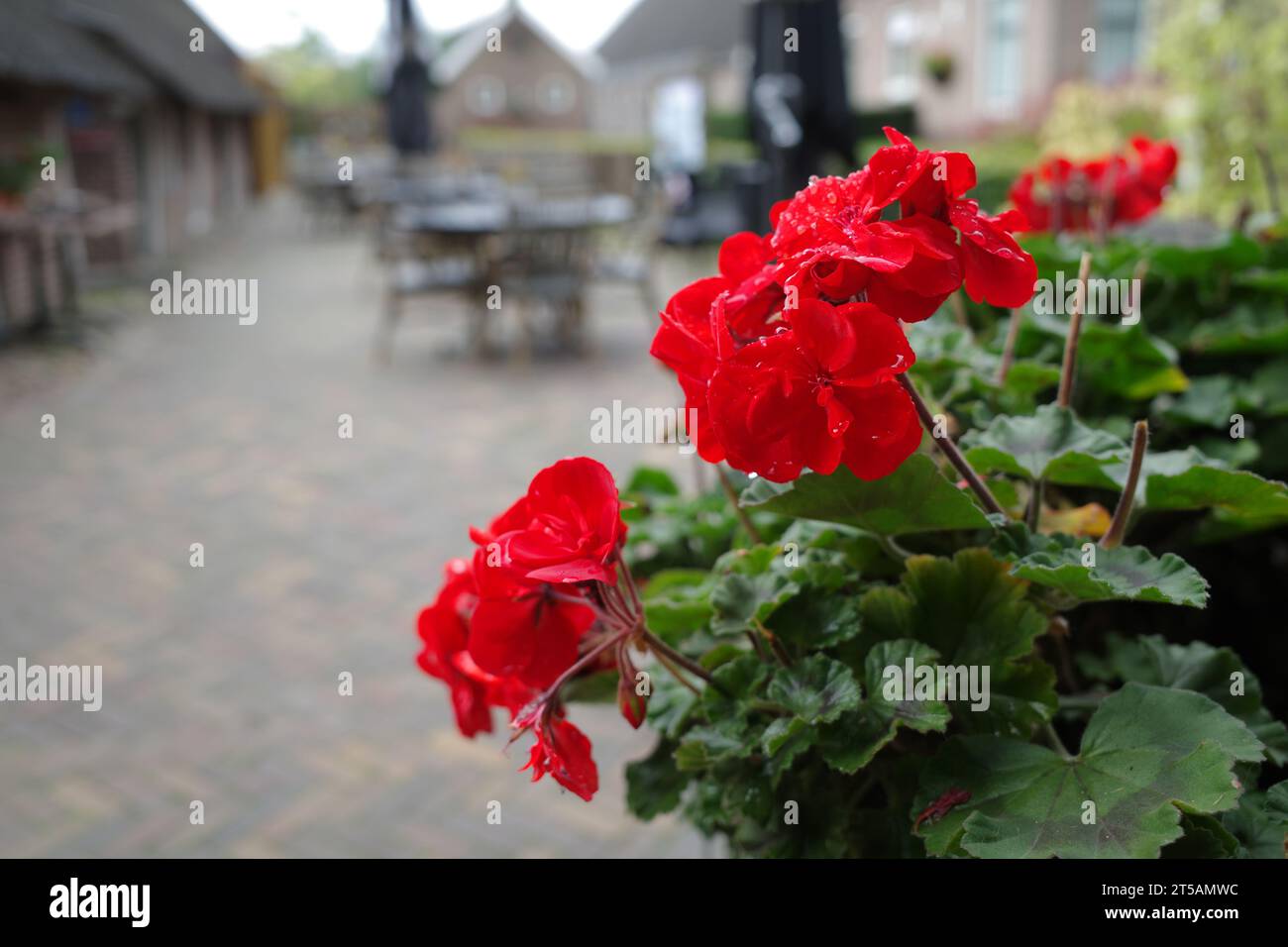 Red Storksbill o pelargonium di fronte a un ristorante. La terrazza può essere vista senza messa a fuoco sullo sfondo Foto Stock
