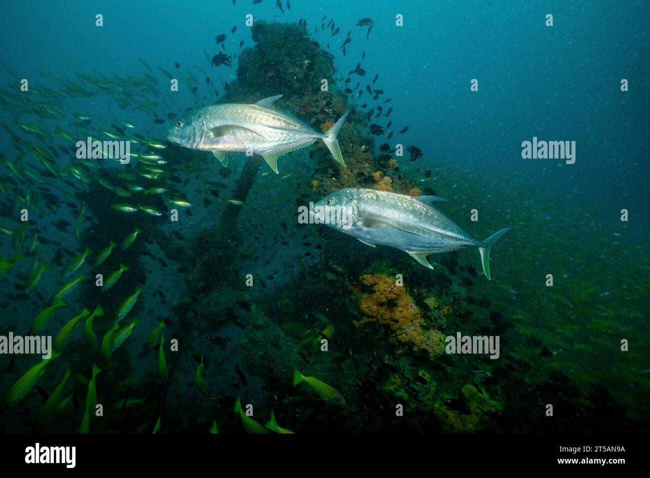 Un subacqueo esplora le vibranti barriere coralline al largo della costa di Nosy Be, Madagascar. Le acque cristalline dell'Oceano Indiano rivelano un fiorente ecosistema marino Foto Stock