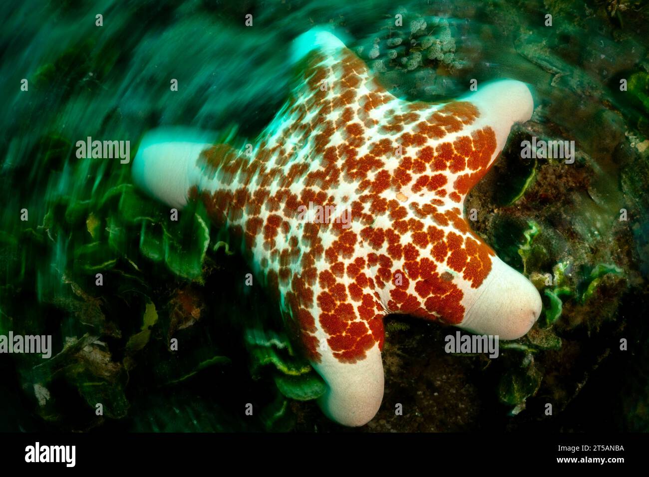 Un subacqueo esplora le vibranti barriere coralline al largo della costa di Nosy Be, Madagascar. Le acque cristalline dell'Oceano Indiano rivelano un fiorente ecosistema marino Foto Stock