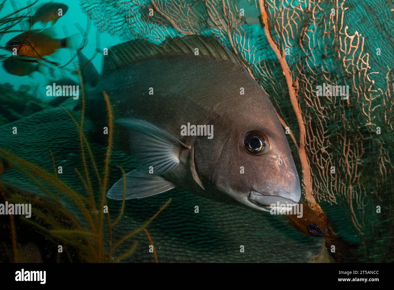 Un subacqueo esplora le vibranti barriere coralline al largo della costa di Nosy Be, Madagascar. Le acque cristalline dell'Oceano Indiano rivelano un fiorente ecosistema marino Foto Stock