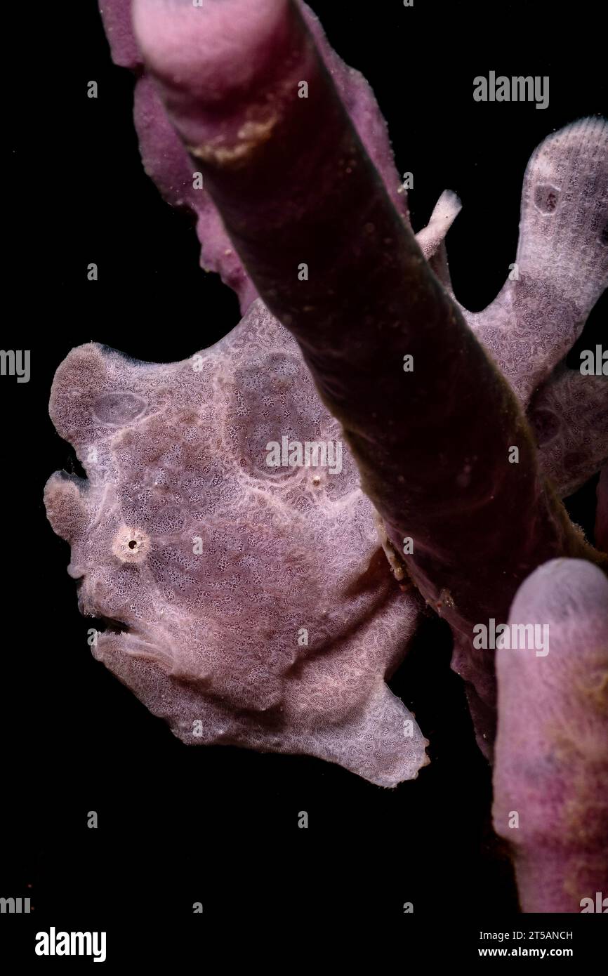 Un subacqueo esplora le vibranti barriere coralline al largo della costa di Nosy Be, Madagascar. Le acque cristalline dell'Oceano Indiano rivelano un fiorente ecosistema marino Foto Stock