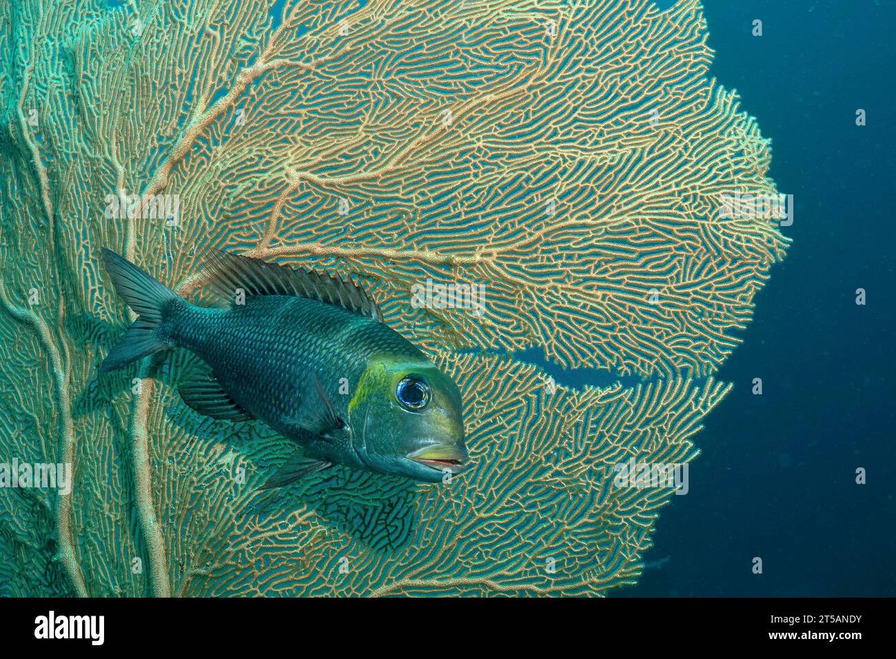 Un subacqueo esplora le vibranti barriere coralline al largo della costa di Nosy Be, Madagascar. Le acque cristalline dell'Oceano Indiano rivelano un fiorente ecosistema marino Foto Stock