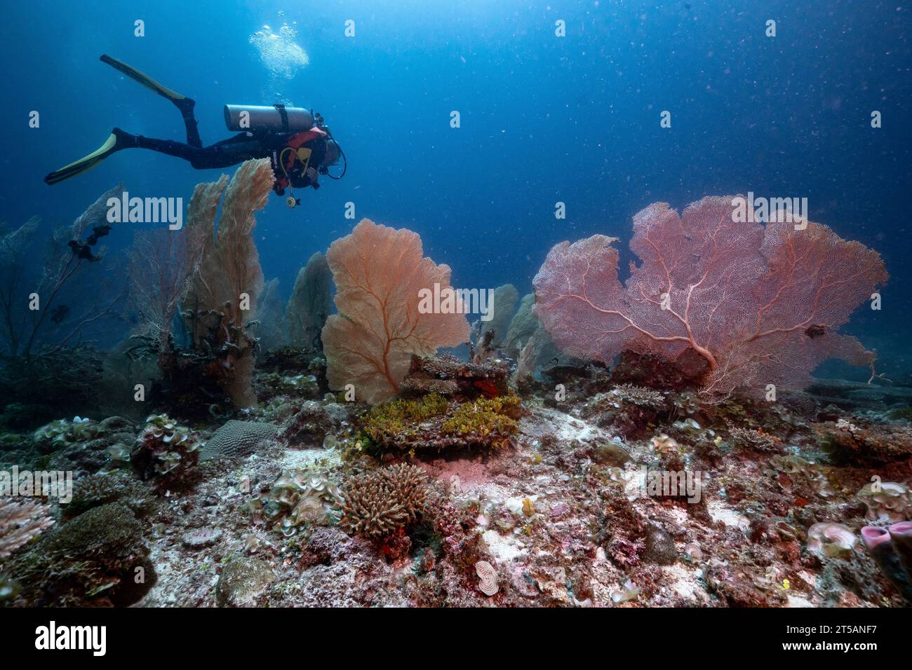 Un subacqueo esplora le vibranti barriere coralline al largo della costa di Nosy Be, Madagascar. Le acque cristalline dell'Oceano Indiano rivelano un fiorente ecosistema marino Foto Stock