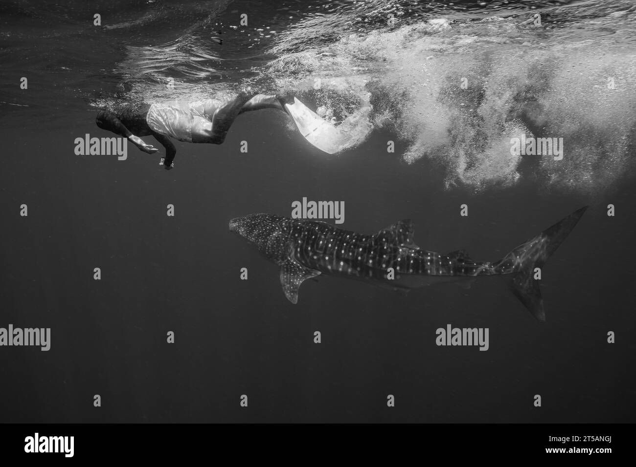 Un subacqueo esplora le vibranti barriere coralline al largo della costa di Nosy Be, Madagascar. Le acque cristalline dell'Oceano Indiano rivelano un fiorente ecosistema marino Foto Stock