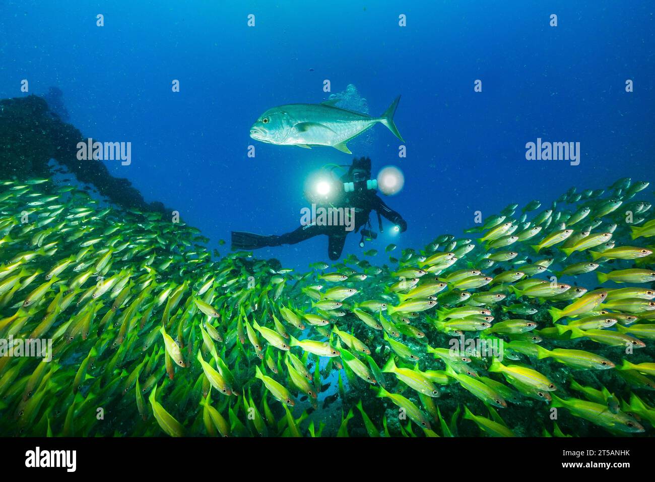 Un subacqueo esplora le vibranti barriere coralline al largo della costa di Nosy Be, Madagascar. Le acque cristalline dell'Oceano Indiano rivelano un fiorente ecosistema marino Foto Stock