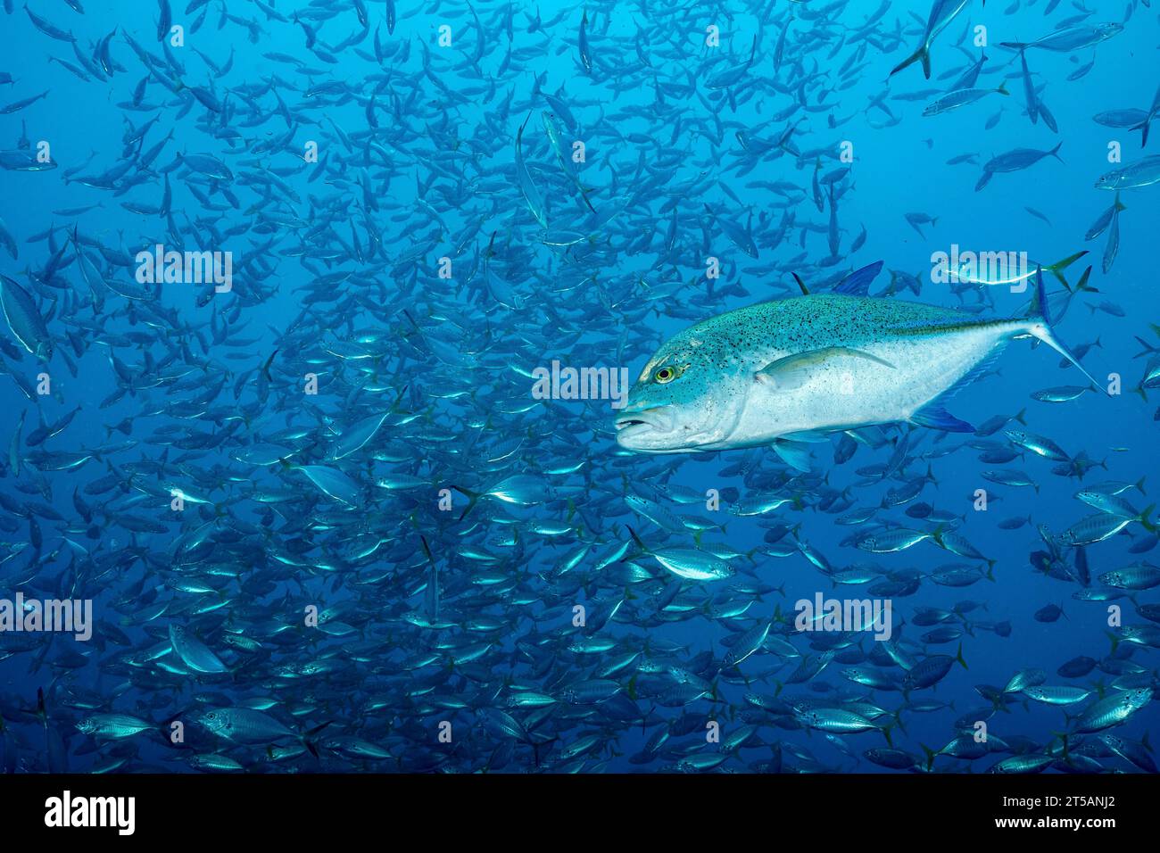 Un subacqueo esplora le vibranti barriere coralline al largo della costa di Nosy Be, Madagascar. Le acque cristalline dell'Oceano Indiano rivelano un fiorente ecosistema marino Foto Stock